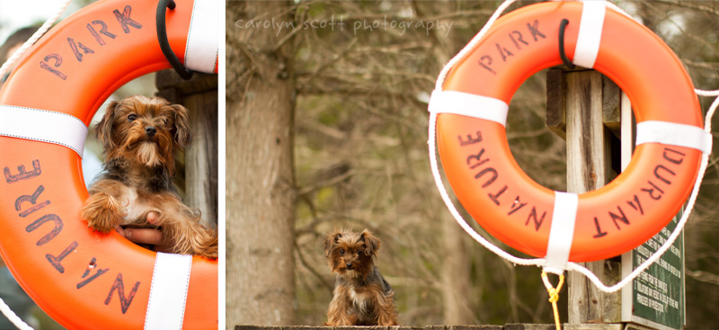 dog portraits dog portraits