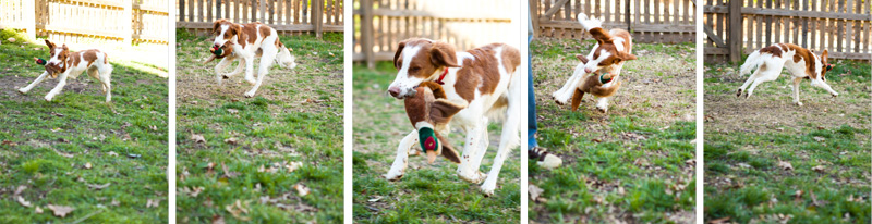 Brittany Spaniel