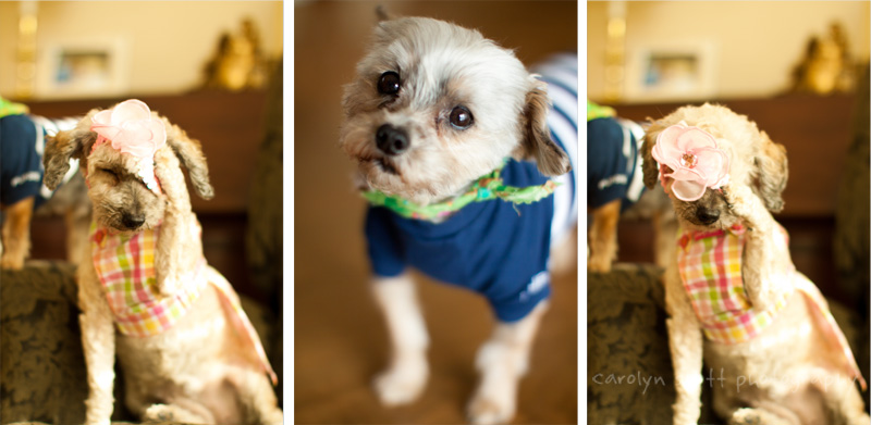 pet photographer north carolina