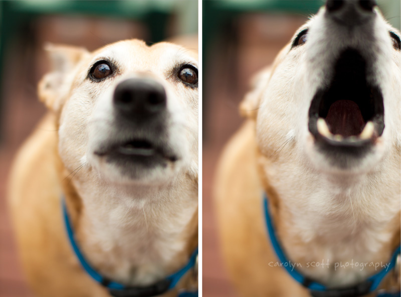 dog portraits raleigh