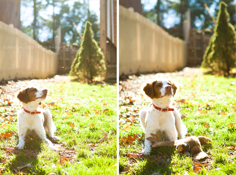 dog portraits raleigh nc