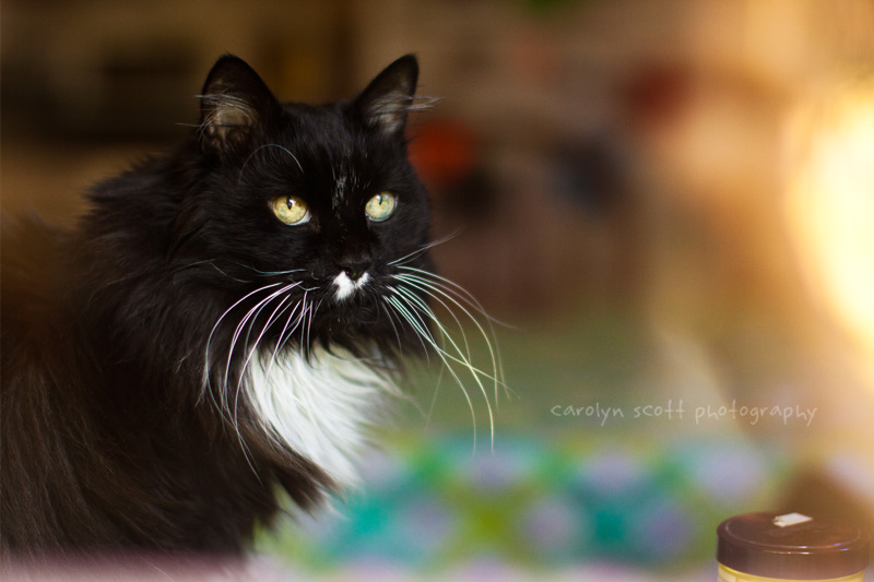 cat portraits cat portraits