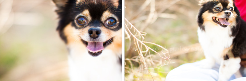 north carolina dog photographer north carolina dog photographer