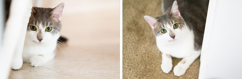 Raleigh pet photographer