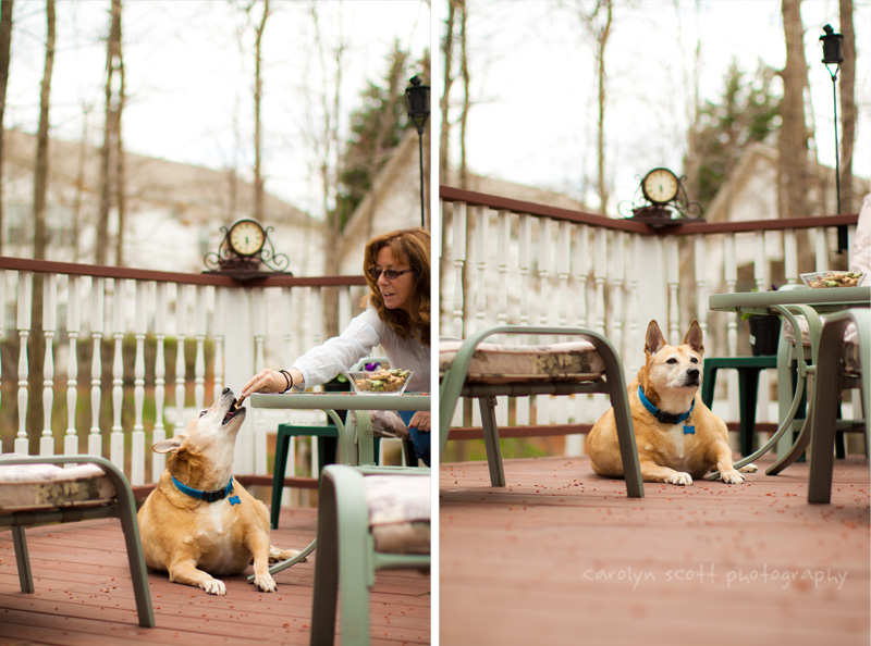 pet portraits raleigh pet portraits raleigh