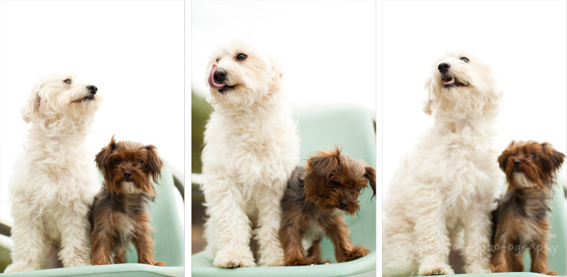 north carolina pet photographer