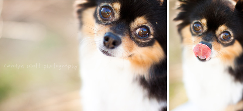 north carolina pet photographer north carolina pet photographer