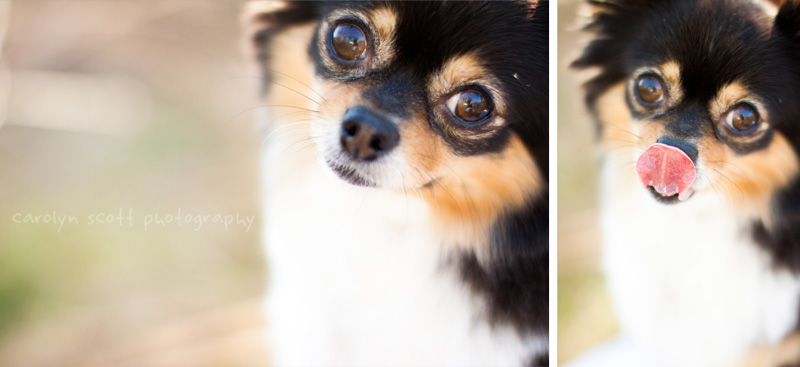 north carolina pet photographer