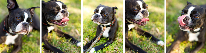 North Carolina pet photographer