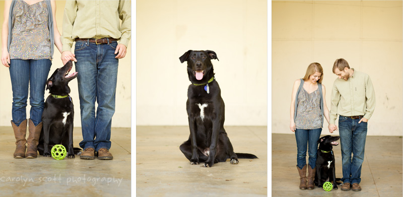 dog portraits black lab mix