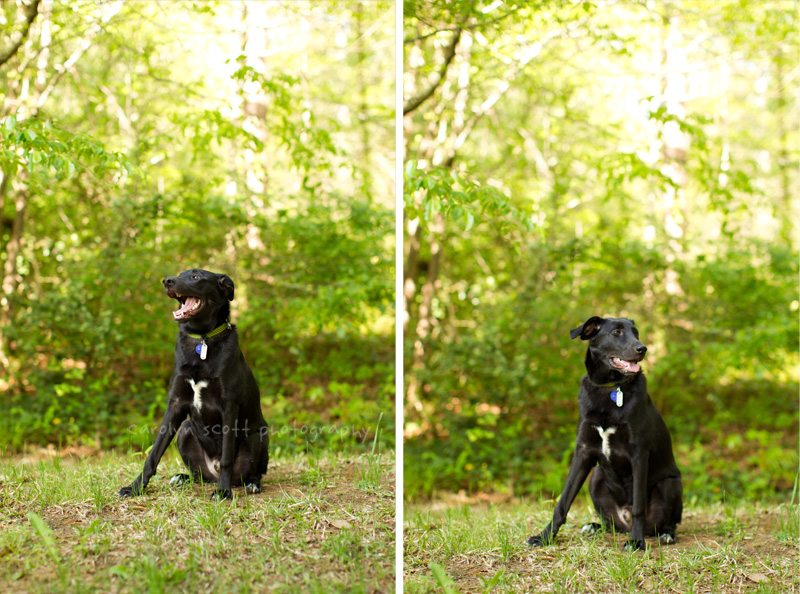 Charlotte pet photographer