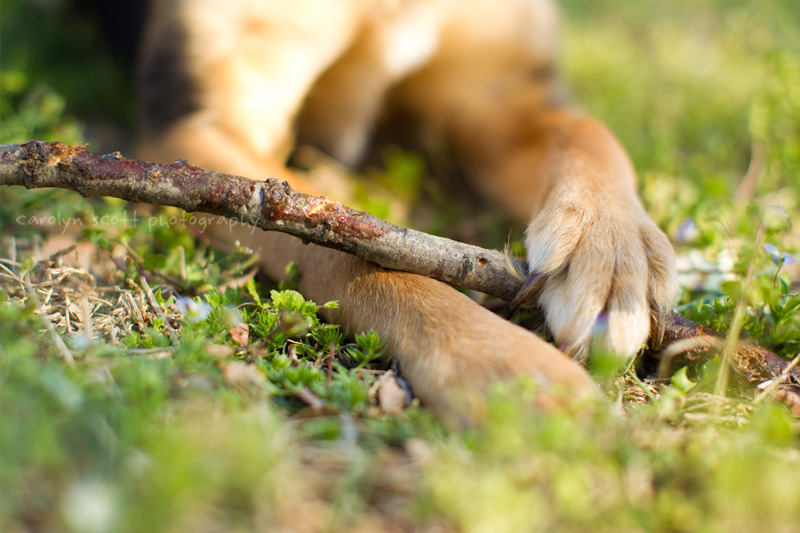 dog photographer