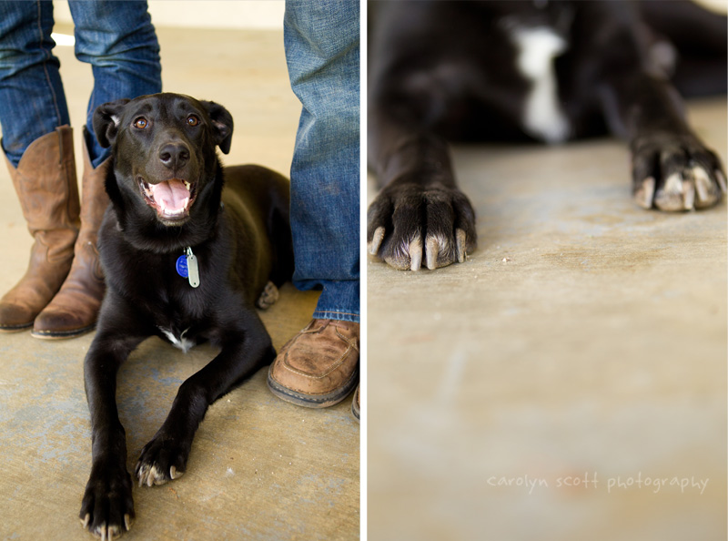 Charlotte pet photographer