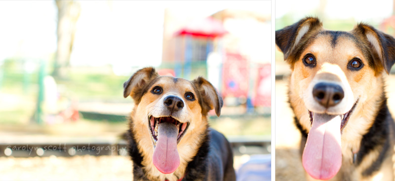 pet photography blog pet photography blog