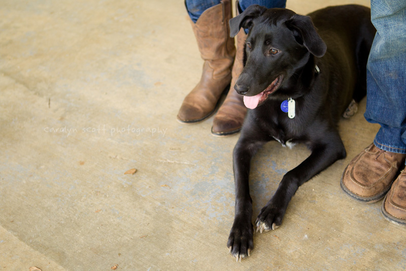 Charlotte pet photographer