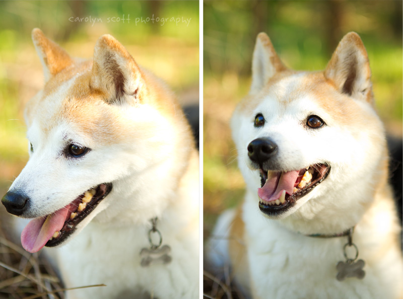 Raleigh dog photographer