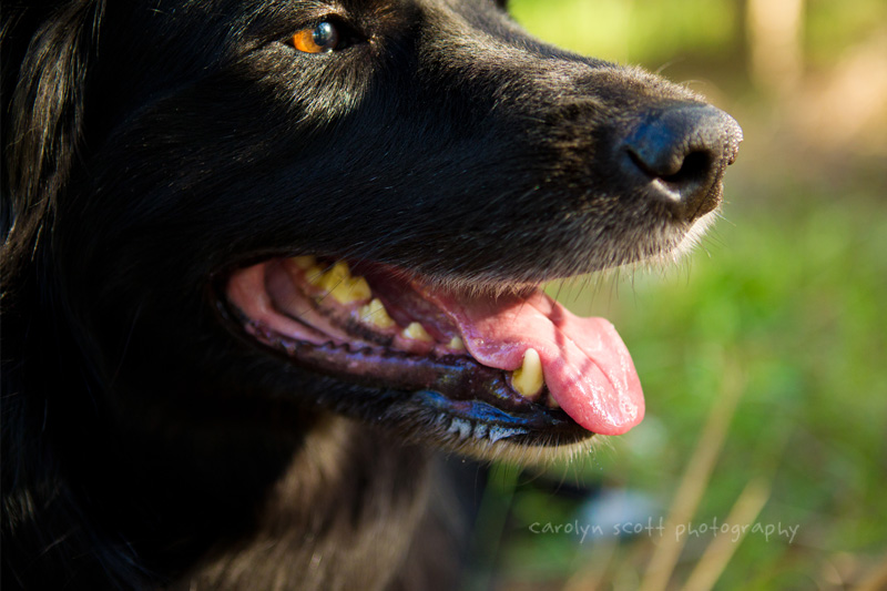 pet portraits raleigh nc pet portraits raleigh nc
