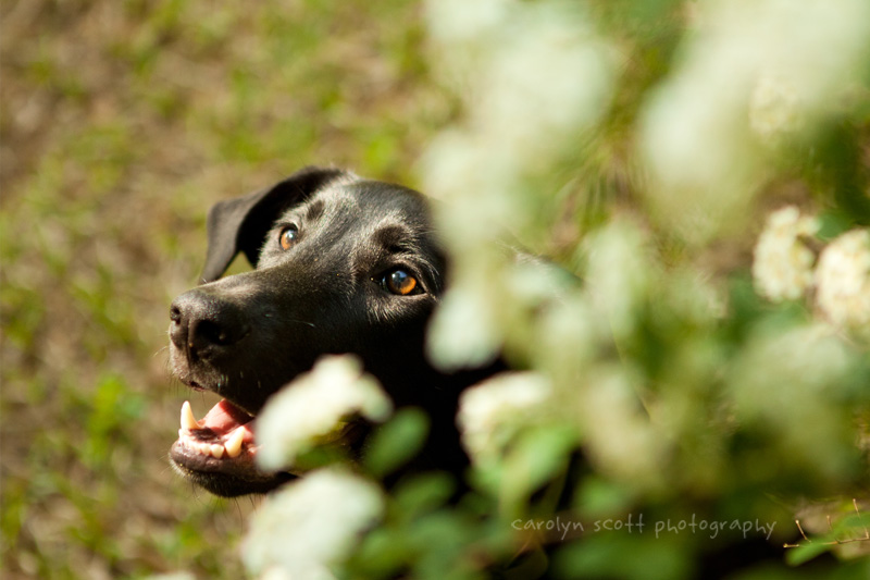 Raleigh pet photographer