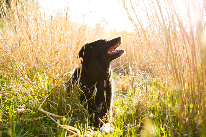 large black fuzzy dog