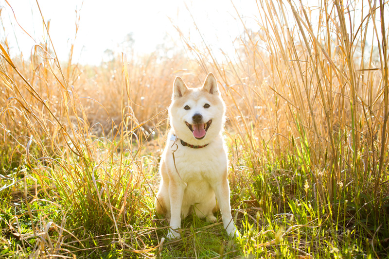 shiba inu