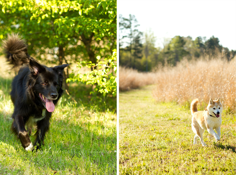 raleigh pet photographer