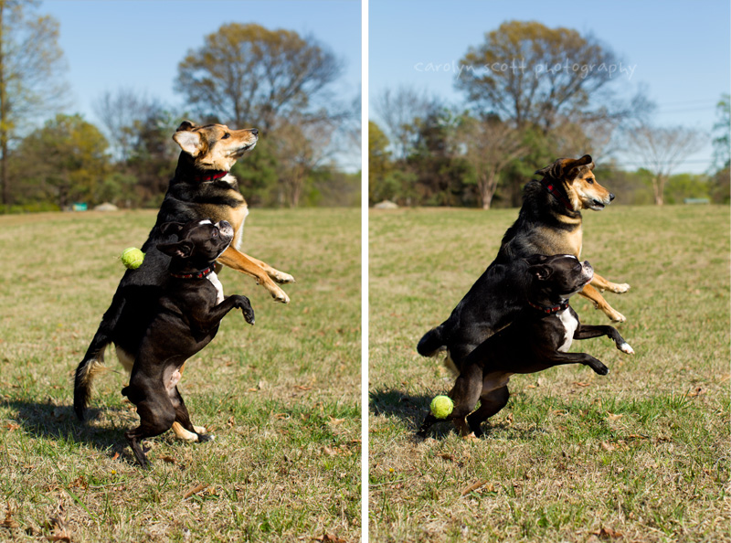 Raleigh dog photographer