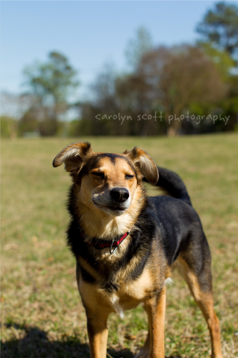 Happy dog portrait