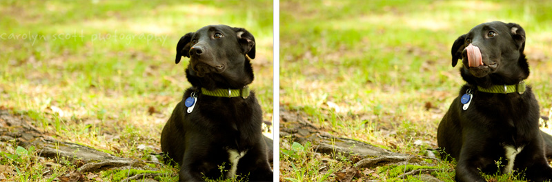 Charlotte pet photographer