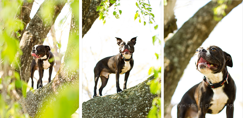 Raleigh pet photographer