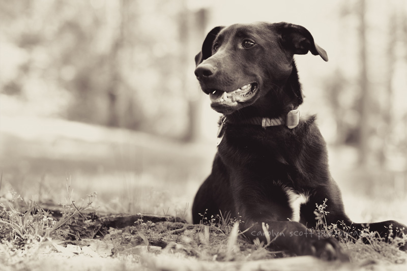 Charlotte pet photographer