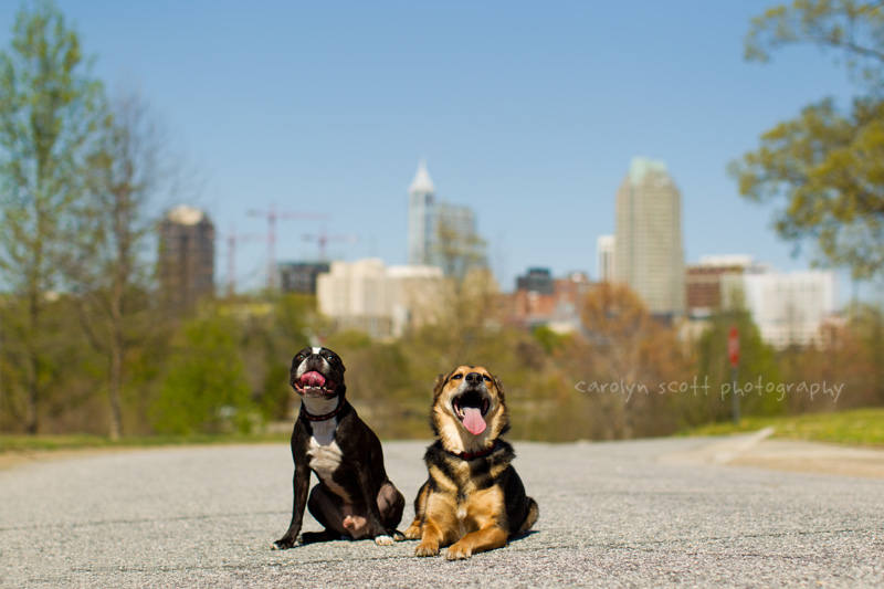 Raleigh dog portraits Raleigh dog portraits