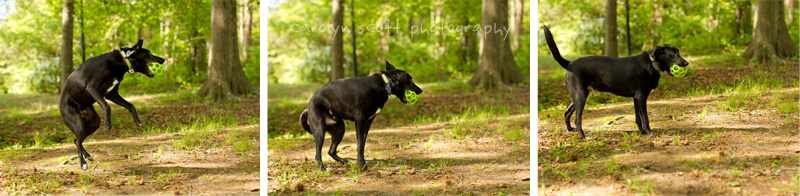 Charlotte pet photographer