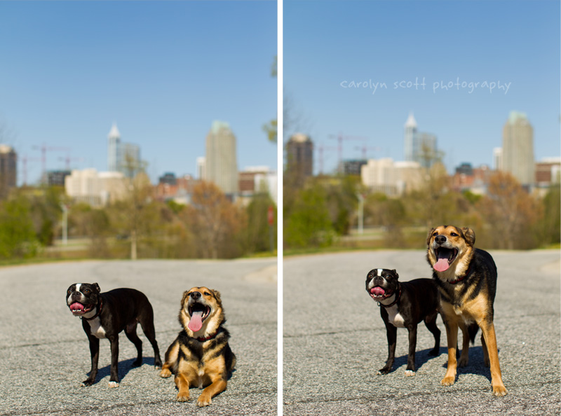 pet photographer raleigh