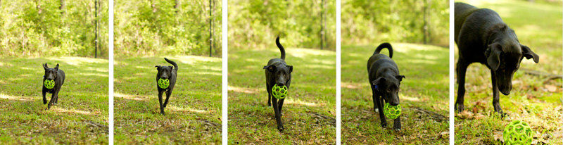 Raleigh pet photographer