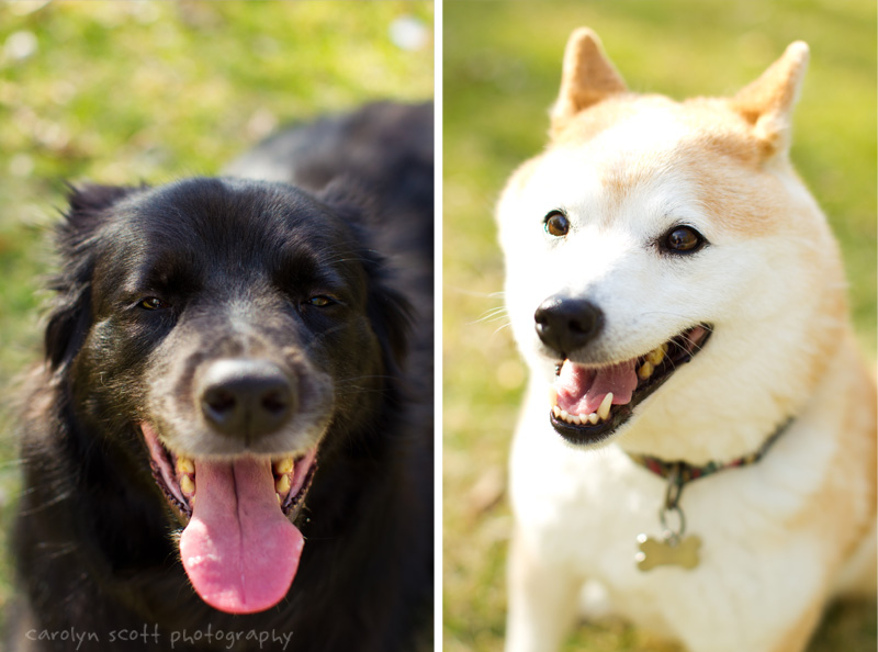 Raleigh pet photographer