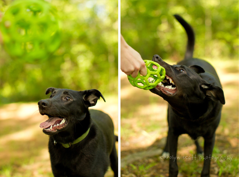 Charlotte pet photographer