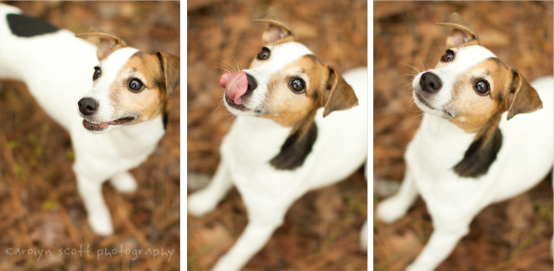 Raleigh pet photographer