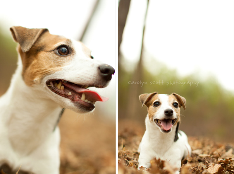 Jack Russell Terrier portraits