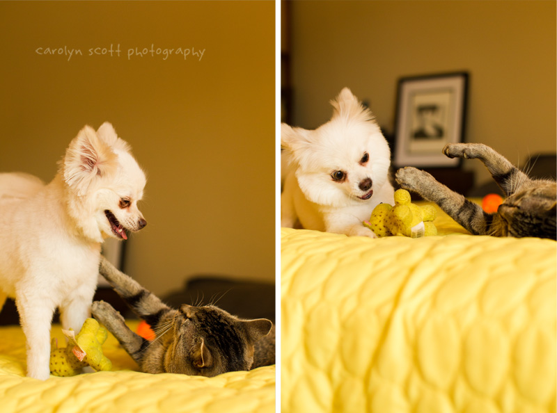Raleigh Pet Photographer (10)