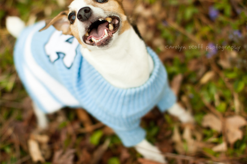 Raleigh pet photographer