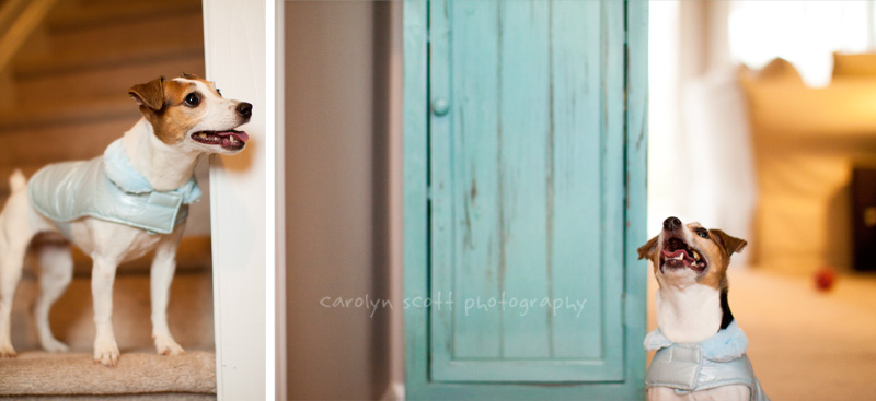 North Carolina pet photographer