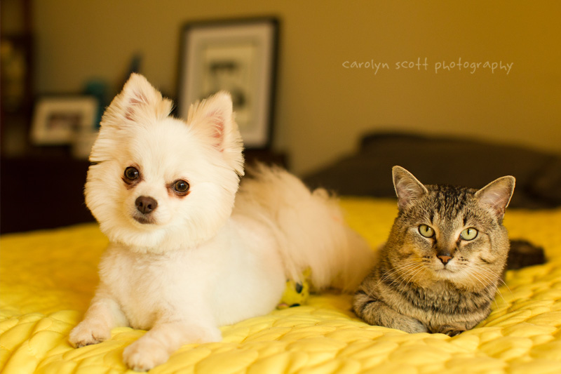 Raleigh Pet Photographer (1)