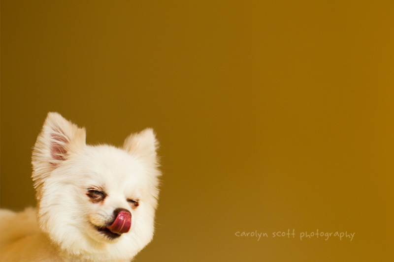Raleigh Pet Photographer (18)