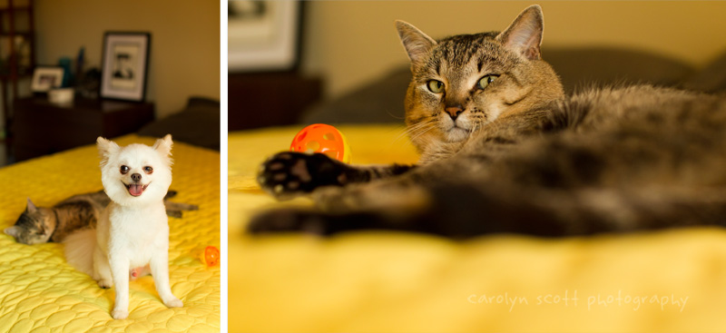 Raleigh Pet Photographer (19)