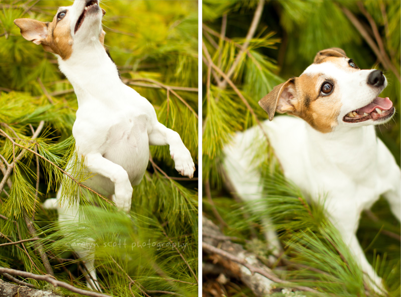 Raleigh pet photographer Raleigh pet photographer
