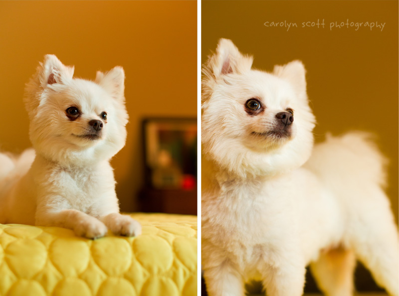 Raleigh Dog Photographer (3)