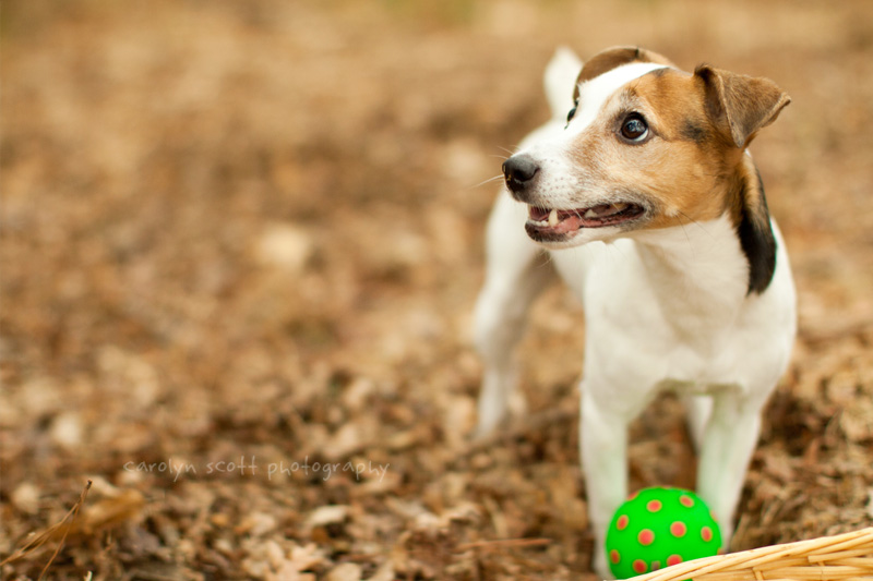 Raleigh pet photographer