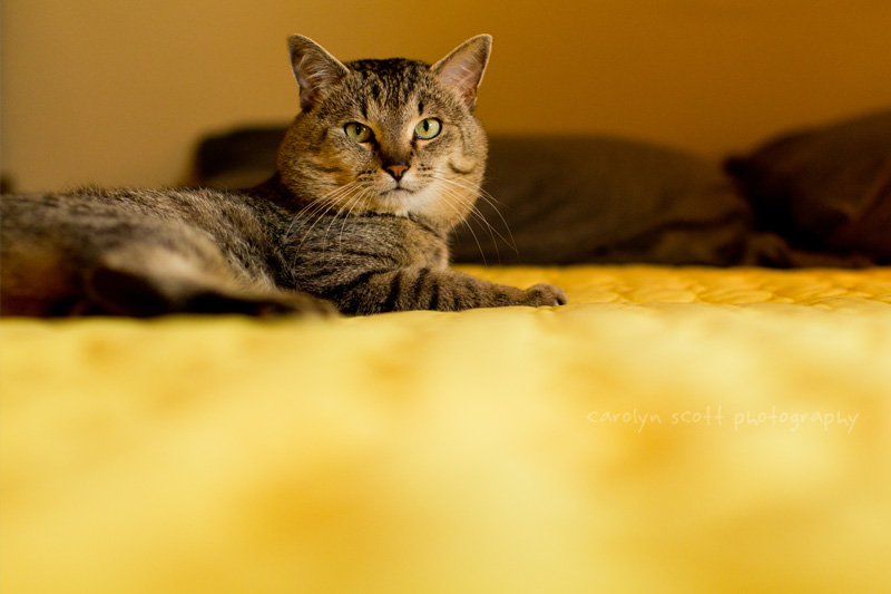 Raleigh Pet Photographer (4)