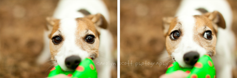 Raleigh pet photographer