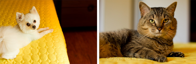 Raleigh Pet Photographer (5)